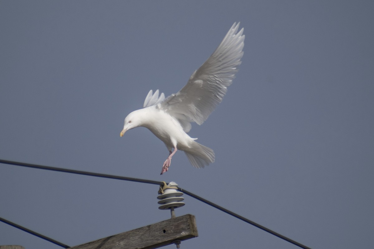 Glaucous Gull - ML647359093