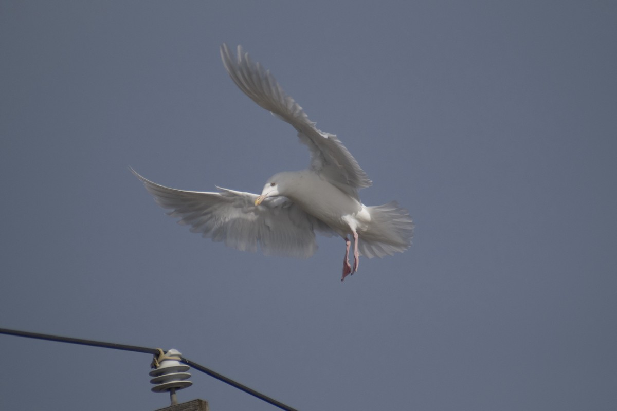 Glaucous Gull - ML647359094