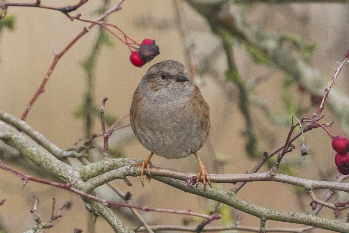 Dunnock - ML647359095