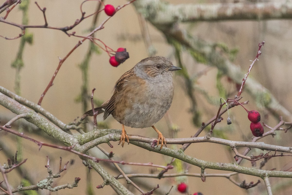 Dunnock - ML647359096