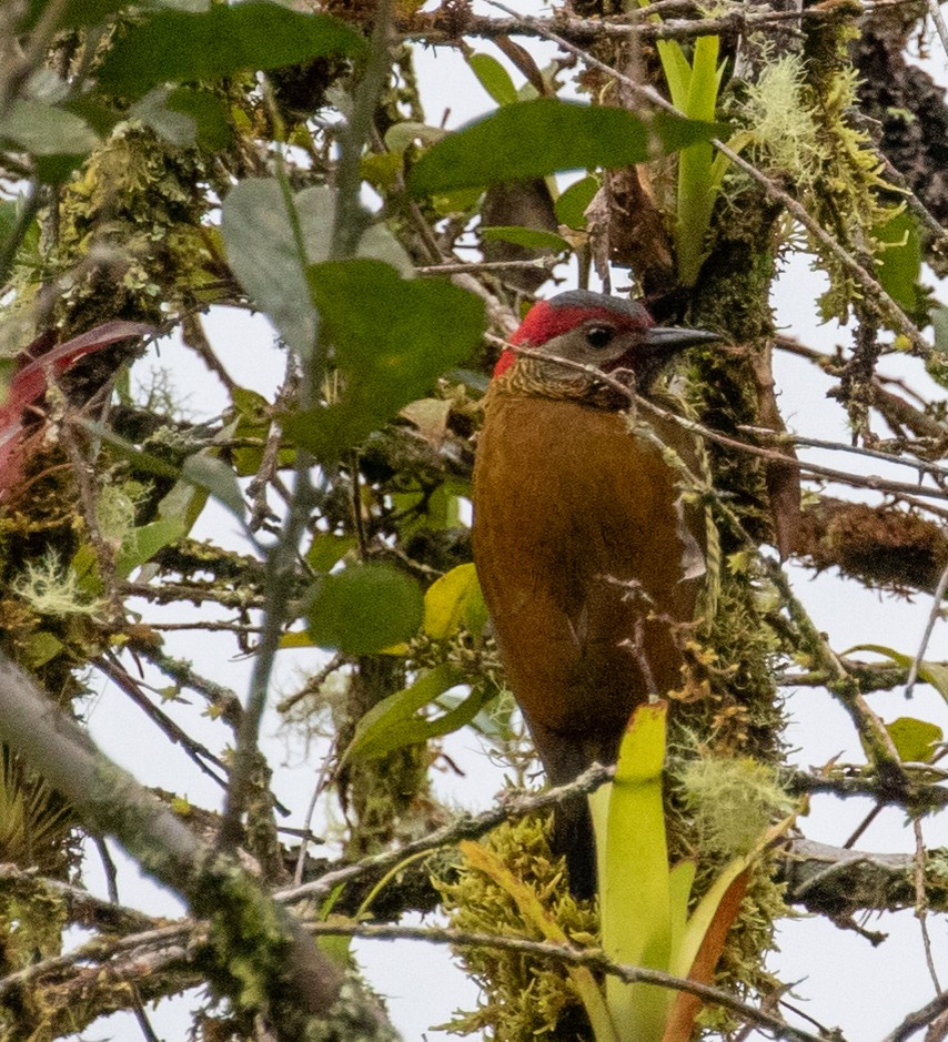 Golden-olive Woodpecker - ML647359100