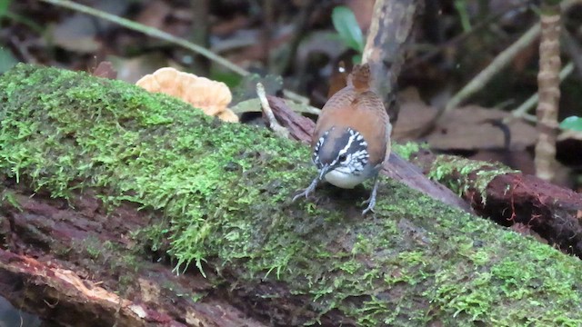 Тріщук біловолий - ML647359110