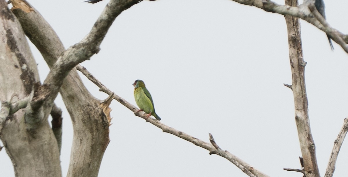 Бородастик західний - ML647359116