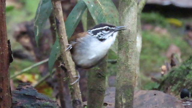 Тріщук біловолий - ML647359118