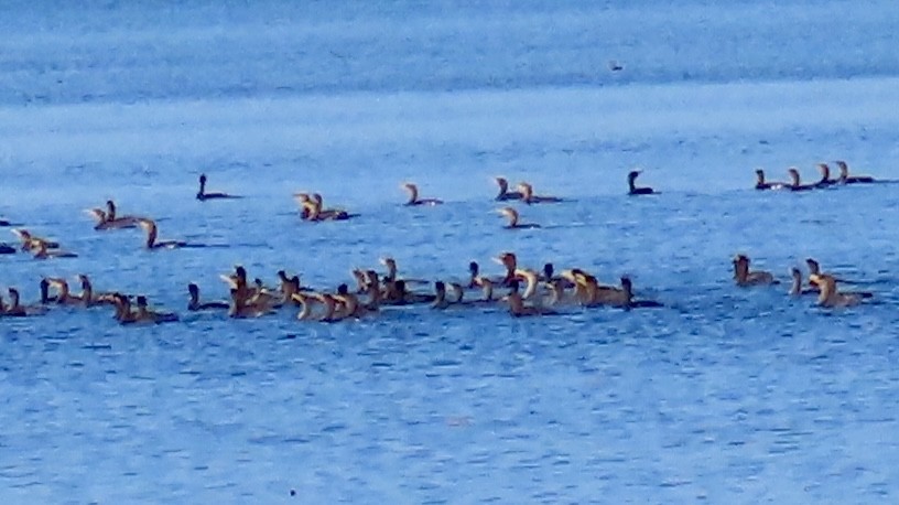 Ушастый баклан - ML647359126