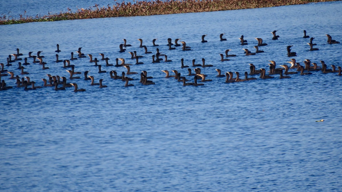 Ушастый баклан - ML647359127