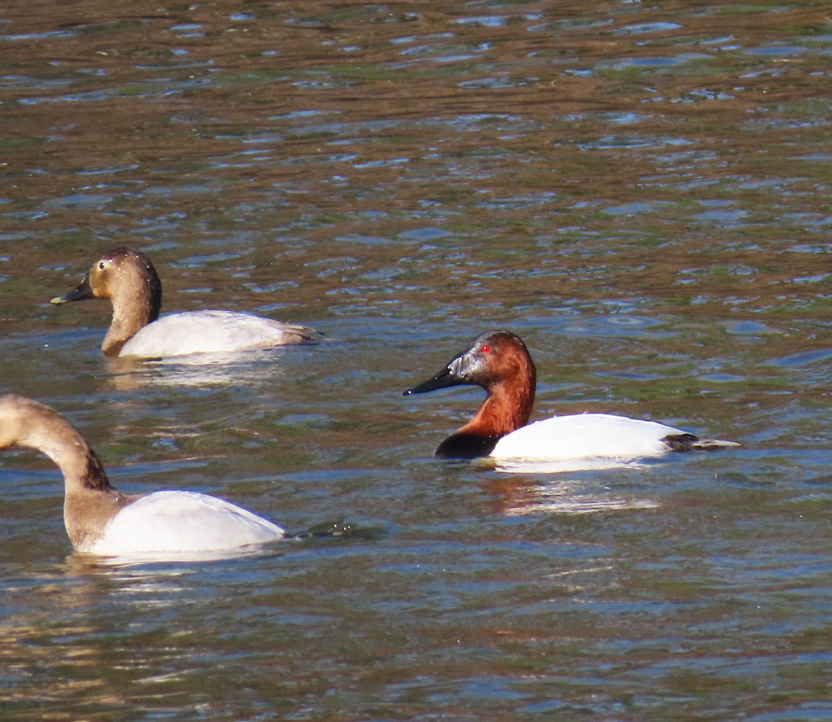 Murgilari bizkarzuria - ML647359129