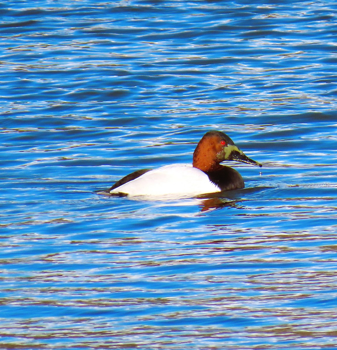 Murgilari bizkarzuria - ML647359132