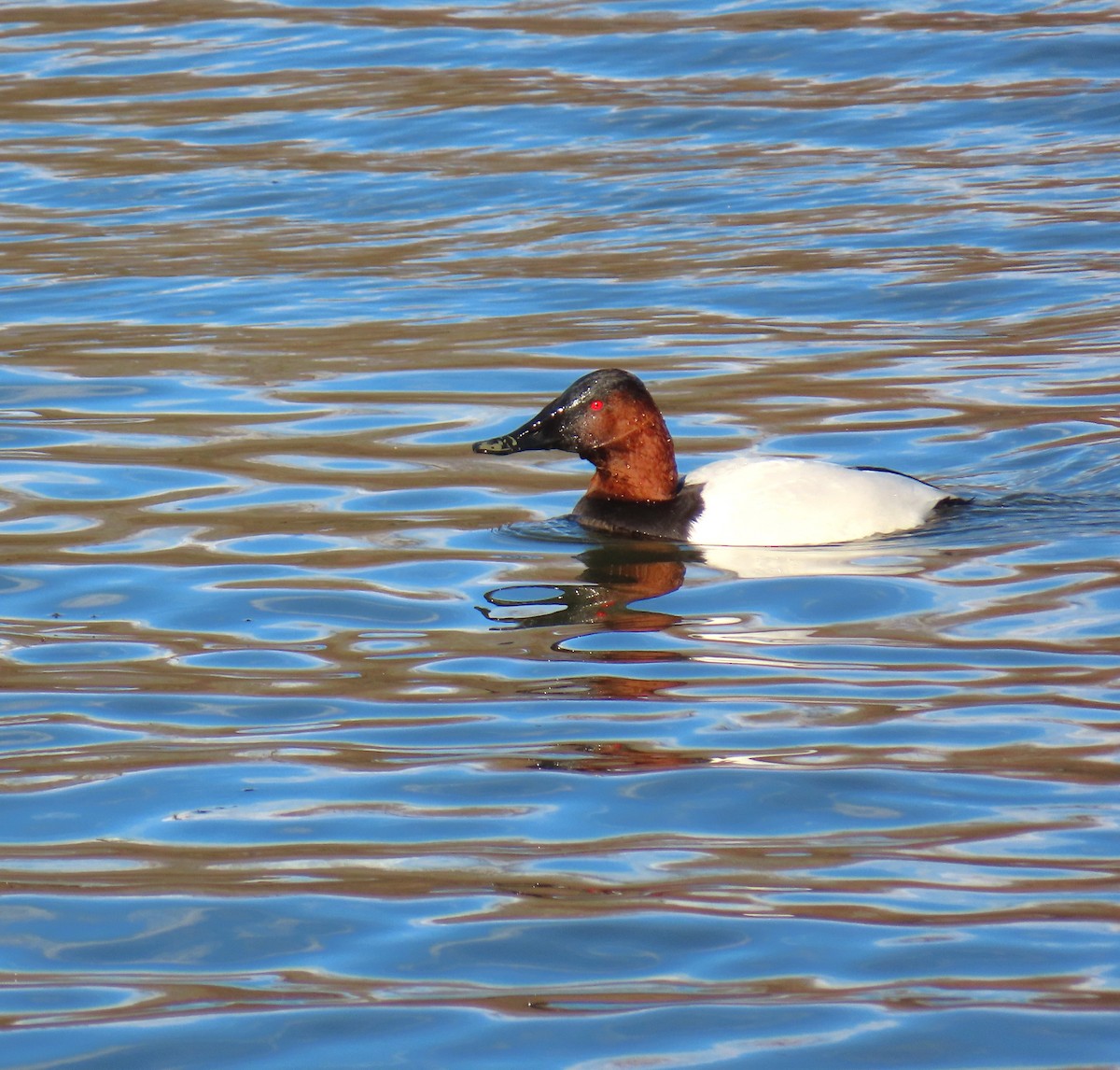 Murgilari bizkarzuria - ML647359147