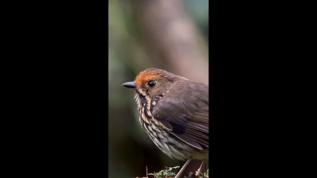 Понгіто бурий - ML647359148