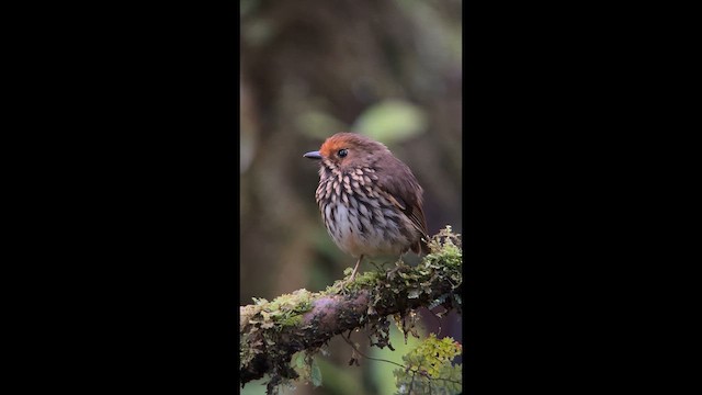 Понгіто бурий - ML647359149