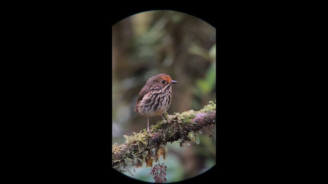 Понгіто бурий - ML647359151