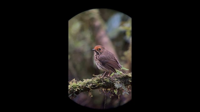 Понгіто бурий - ML647359152