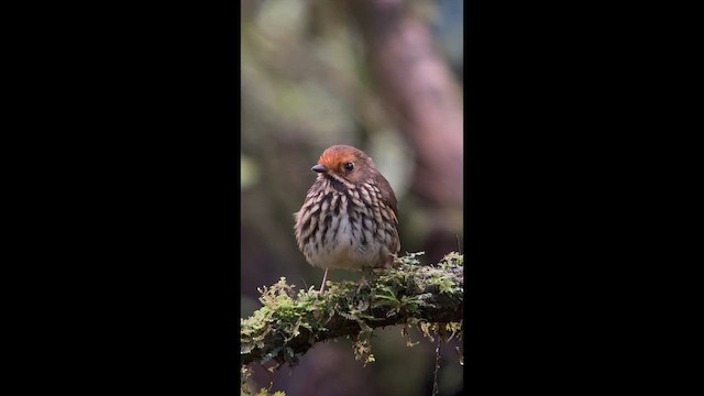 Понгіто бурий - ML647359153