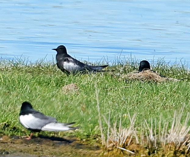 Weißflügel-Seeschwalbe - ML647359160