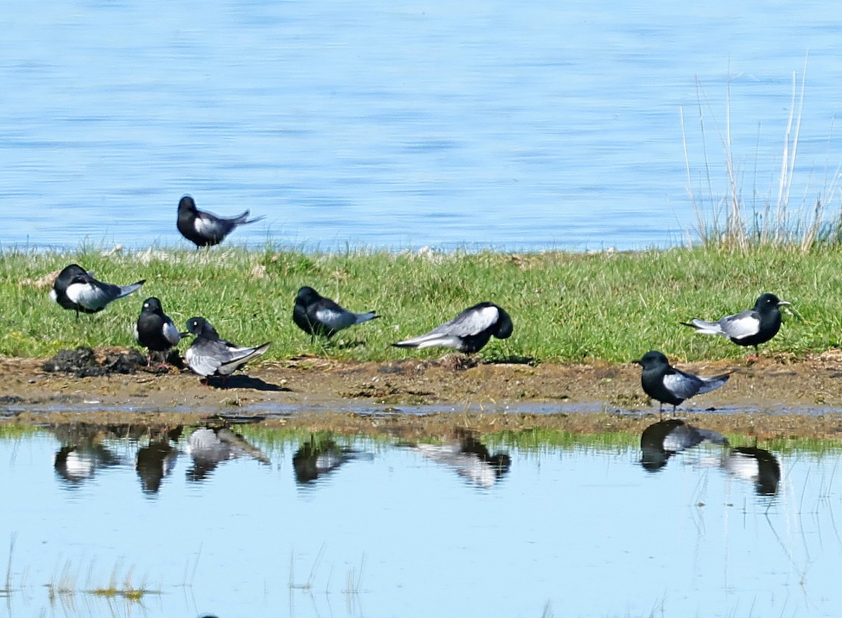 Weißflügel-Seeschwalbe - ML647359161