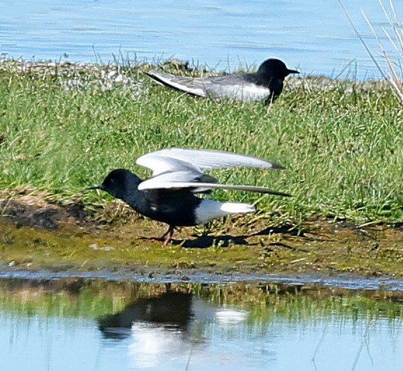 Weißflügel-Seeschwalbe - ML647359162