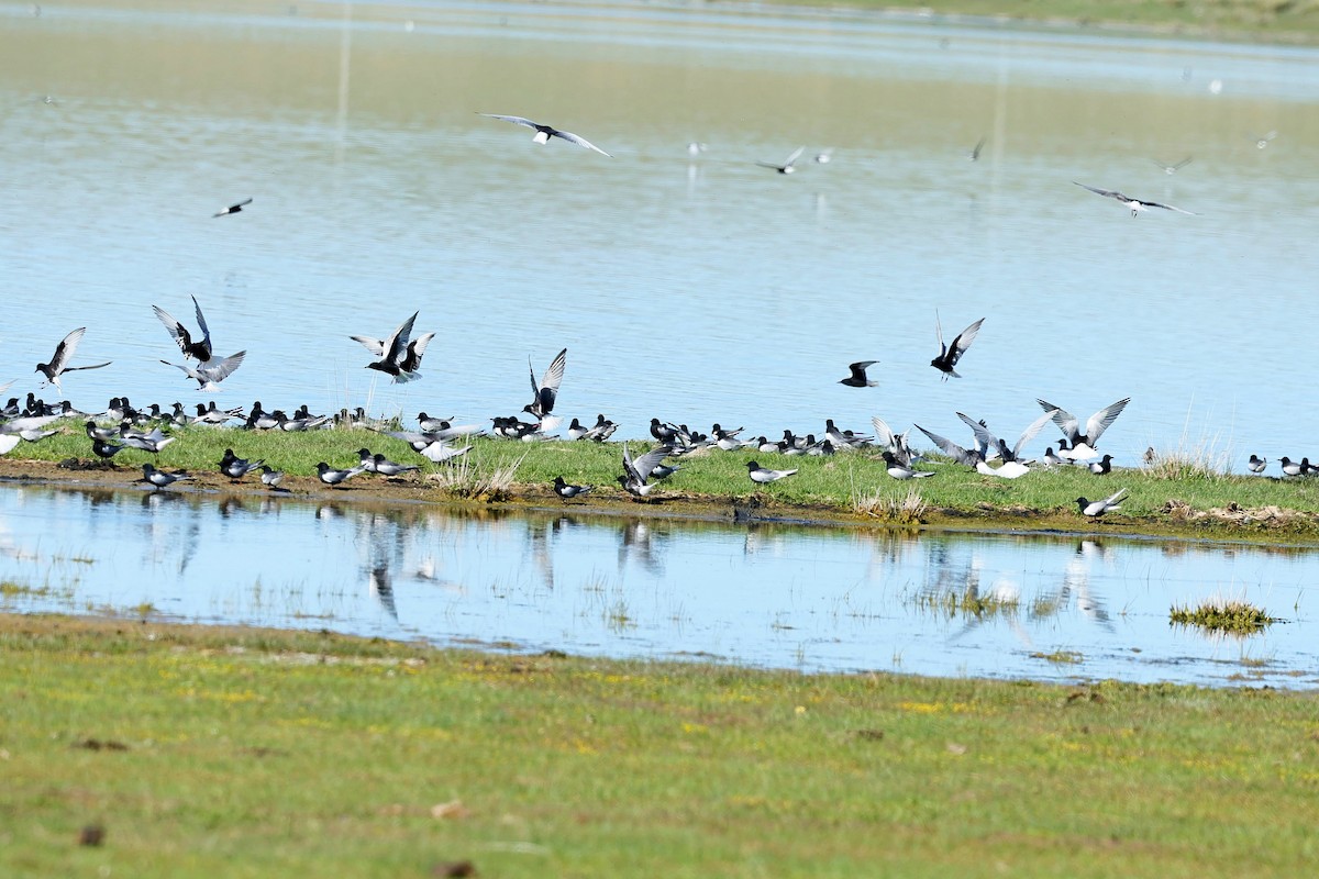 Weißflügel-Seeschwalbe - ML647359163