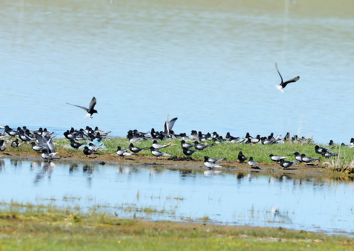 Weißflügel-Seeschwalbe - ML647359164