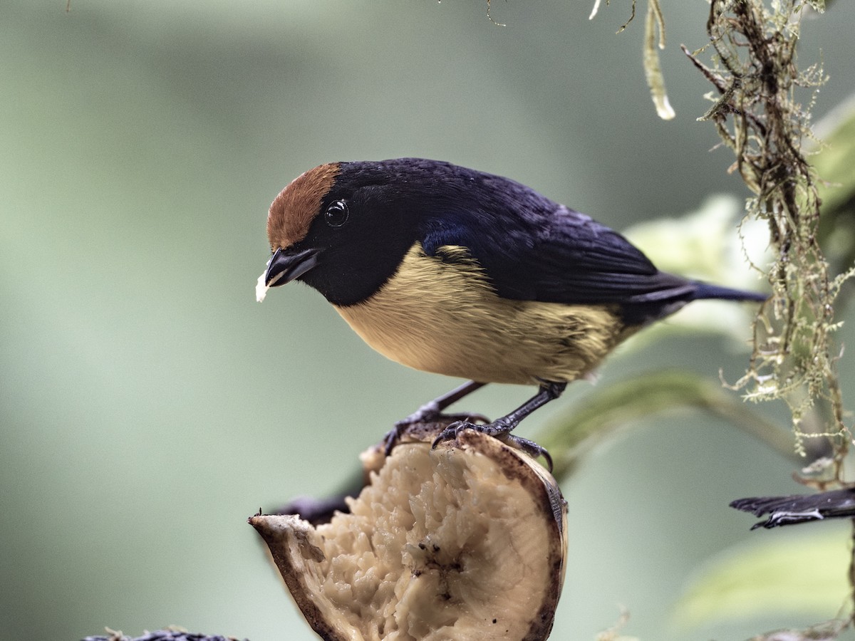 Tawny-capped Euphonia - ML647359168