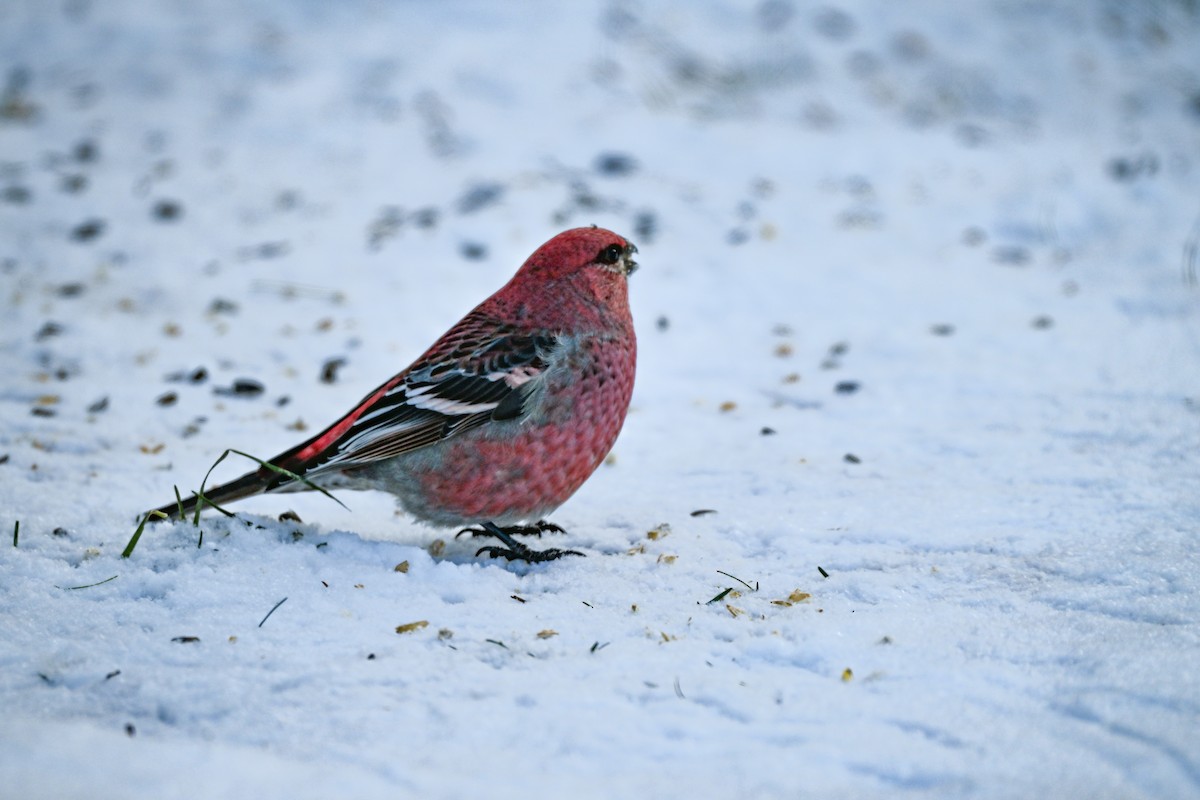 Смеречник тайговий - ML647359174