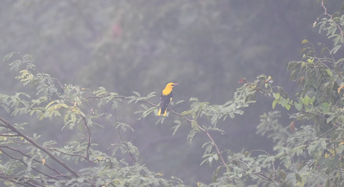 Indian Golden Oriole - ML647359186