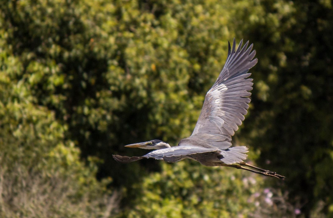 Cocoi Heron - ML647359189