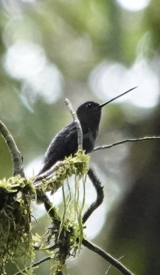 Green-fronted Lancebill - ML647359190