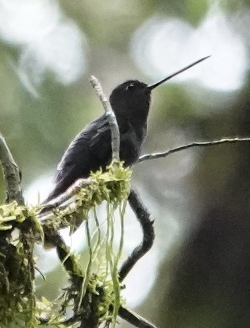 Green-fronted Lancebill - ML647359191
