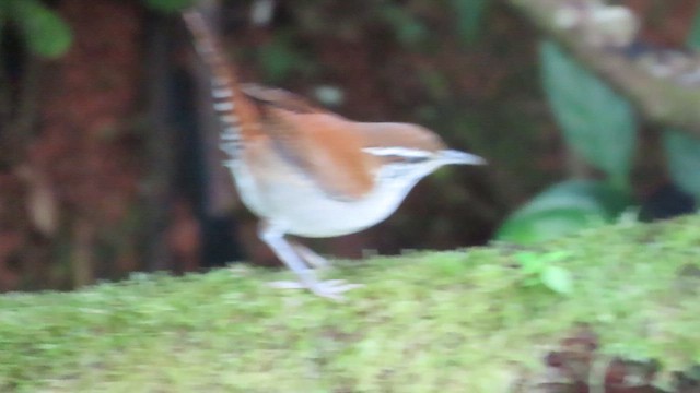 Поплітник іржастий - ML647359209