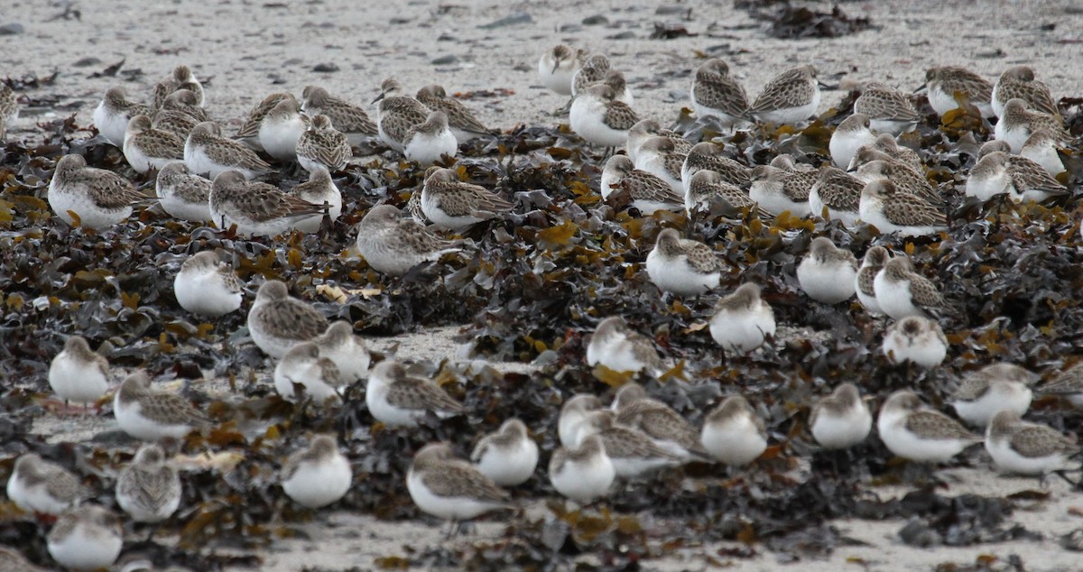 Semipalmated Sandpiper - ML647359210
