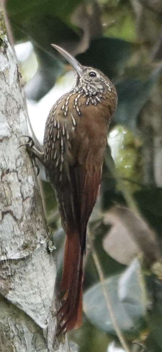 Dağ Tırmaşık - ML647359213