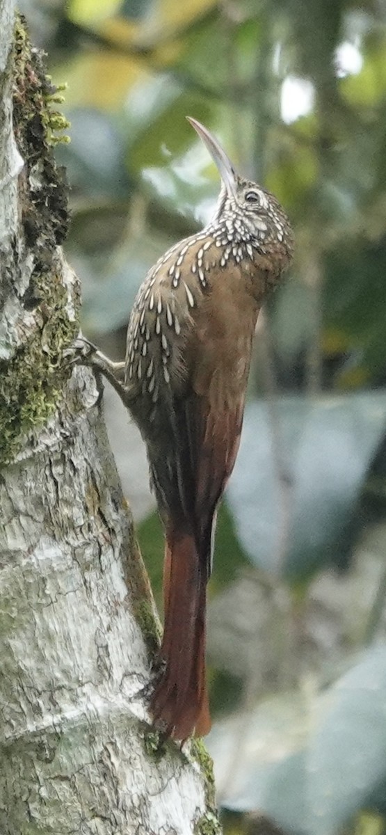 Dağ Tırmaşık - ML647359214