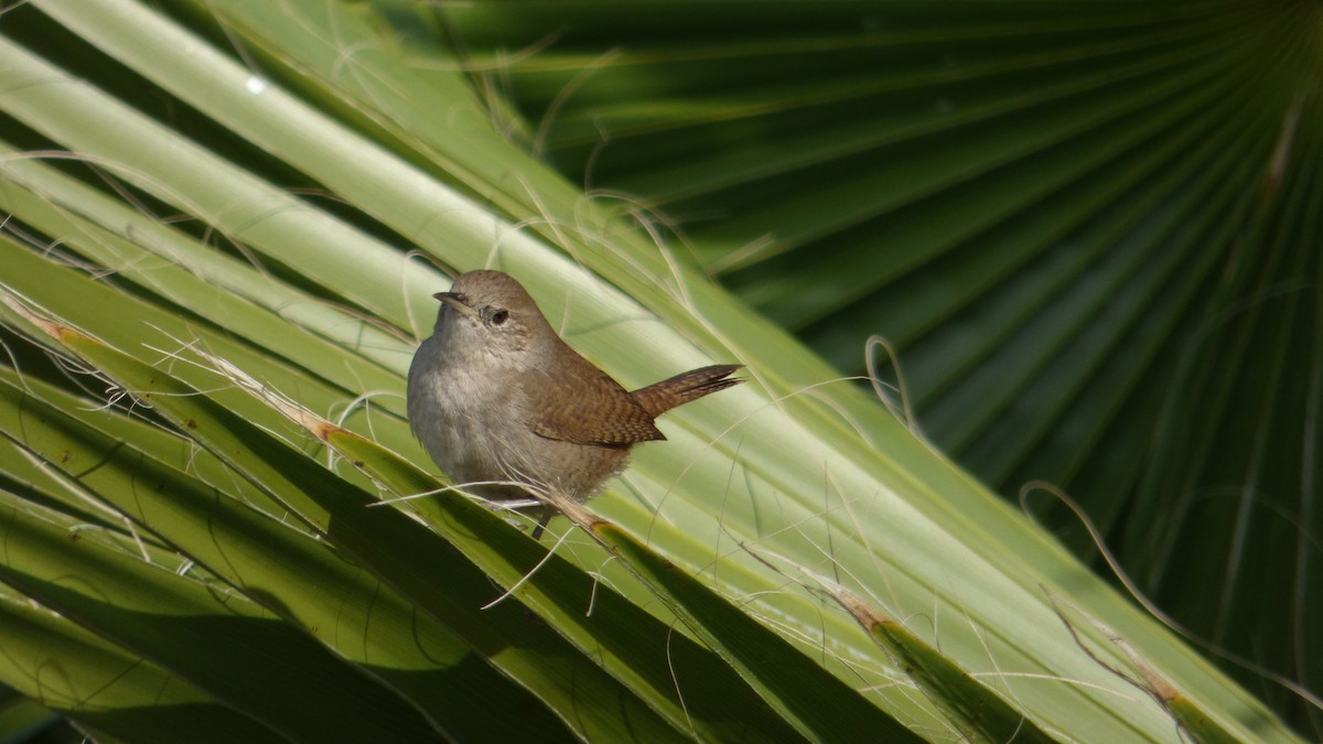 Northern House Wren - ML647359224