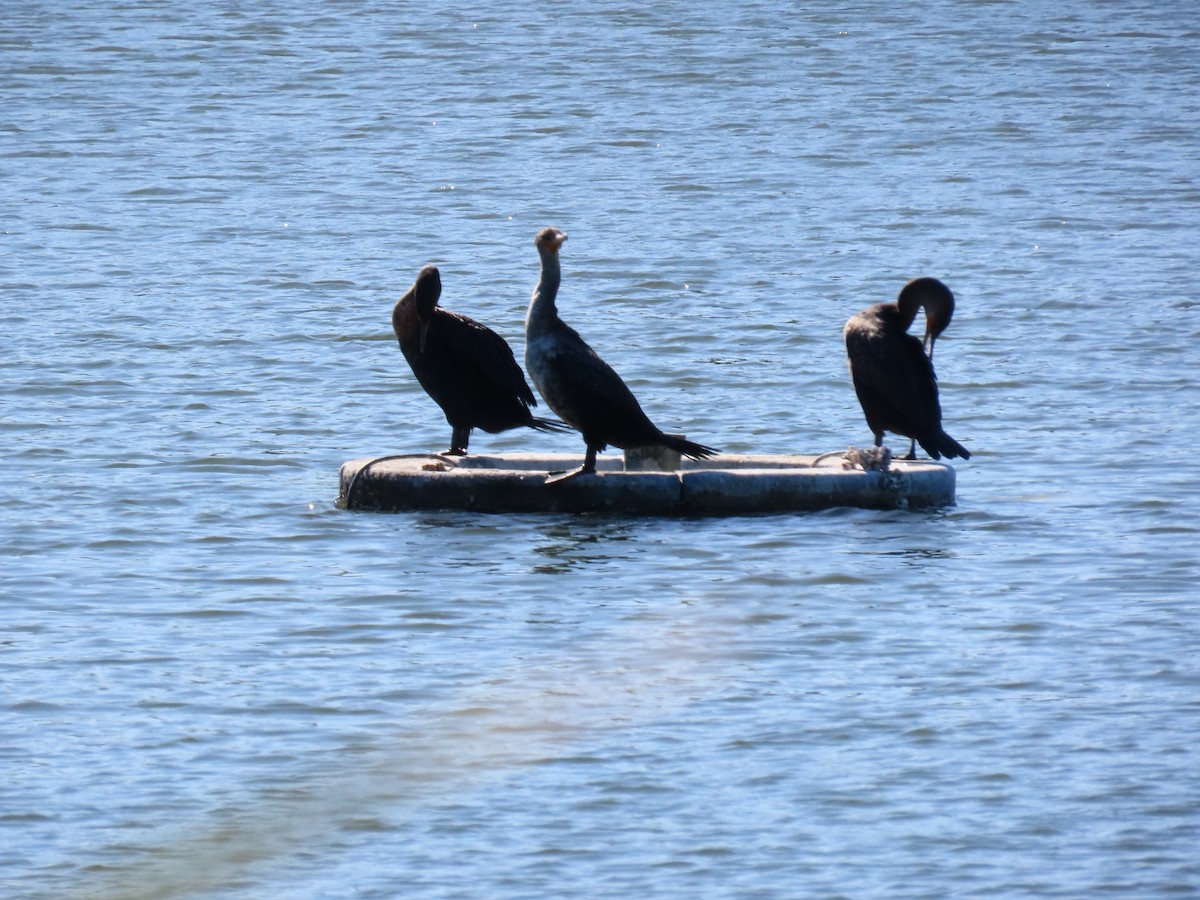 Ушастый баклан - ML647359226