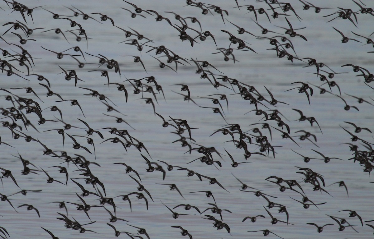 Semipalmated Sandpiper - ML647359255