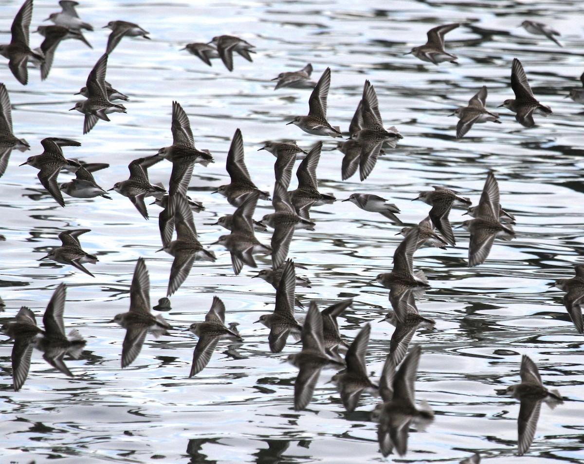 Semipalmated Sandpiper - ML647359256
