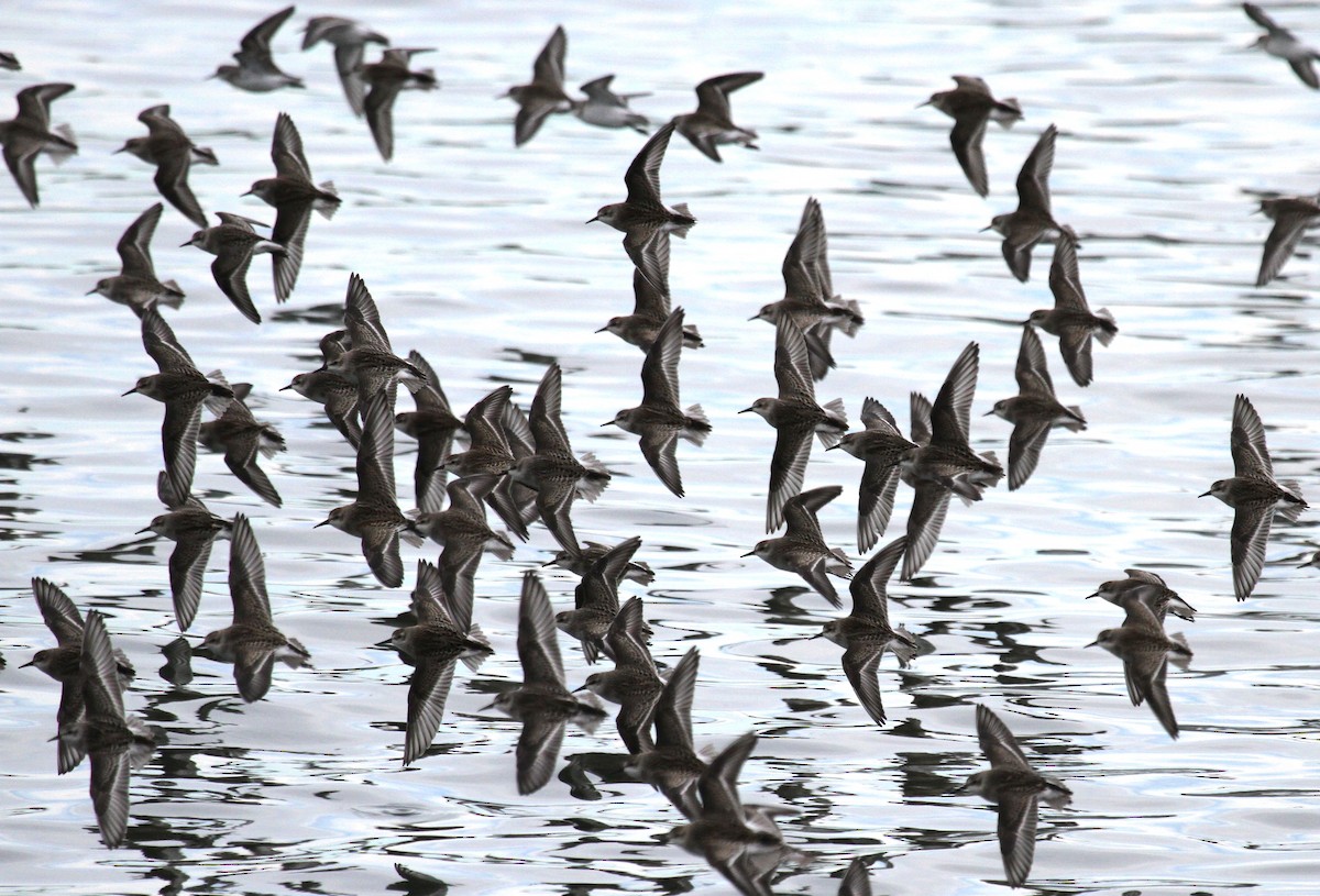 Semipalmated Sandpiper - ML647359258