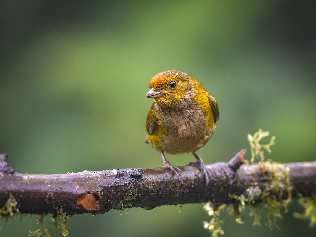 Tawny-capped Euphonia - ML647359268