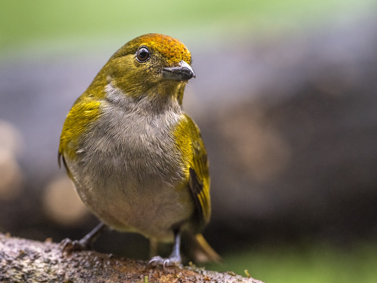Tawny-capped Euphonia - ML647359269