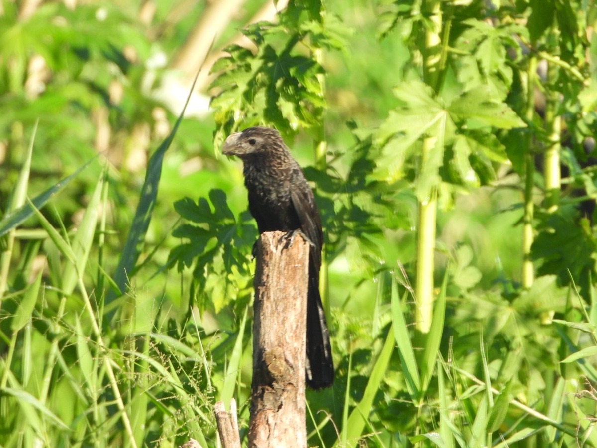 Smooth-billed Ani - ML647359275