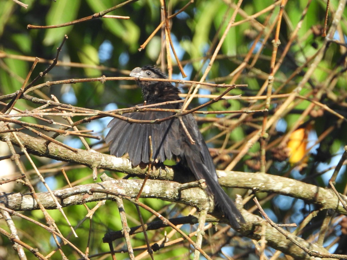 Smooth-billed Ani - ML647359276