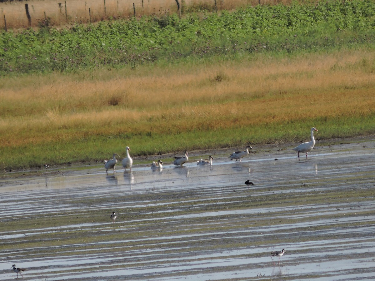 Coscoroba Swan - ML647359283