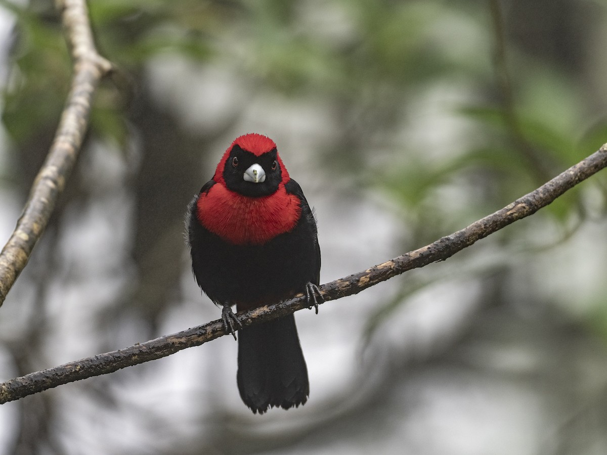 Crimson-collared Tanager - ML647359290