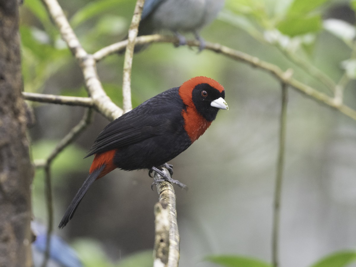 Crimson-collared Tanager - ML647359292