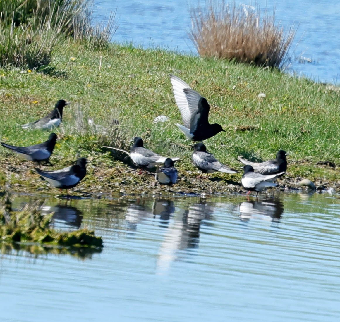 Weißflügel-Seeschwalbe - ML647359300