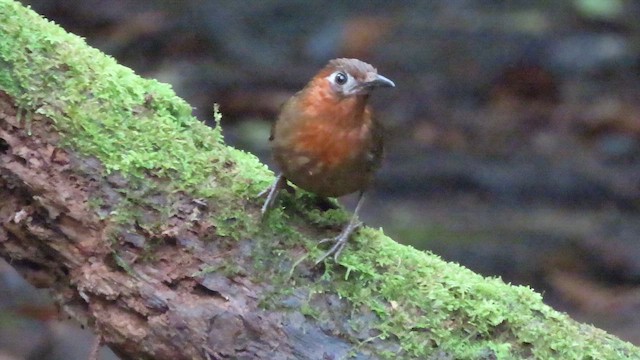 Тріскопліт співочий - ML647359301