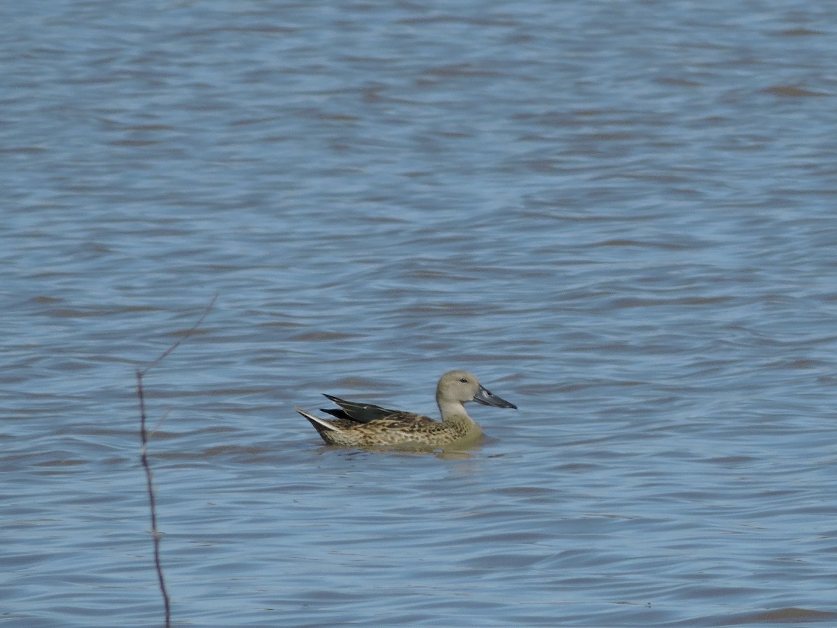 Red Shoveler - ML647359302