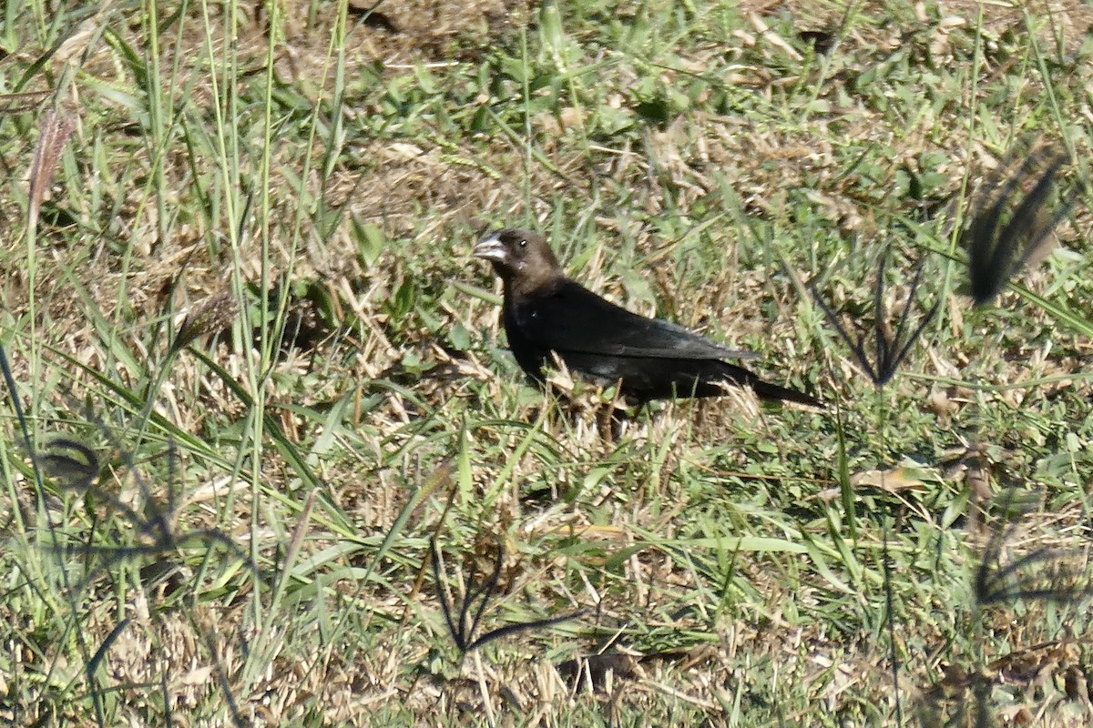 Brown-headed Cowbird - ML647359314