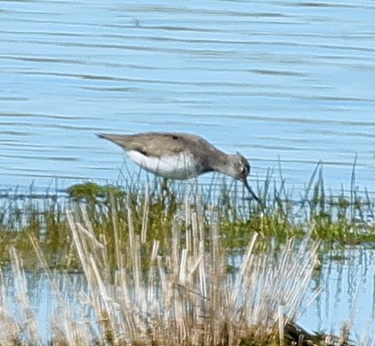 ביצנית אפורה - ML647359316